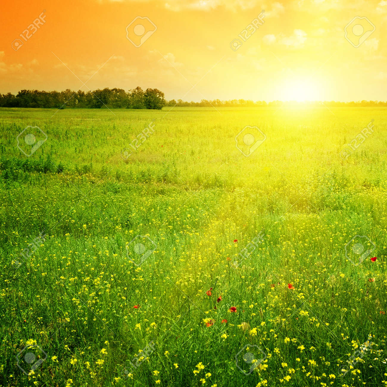 Beautiful sunset on a spring field - 11979768 Beautiful sunset on a spring field - 11979768