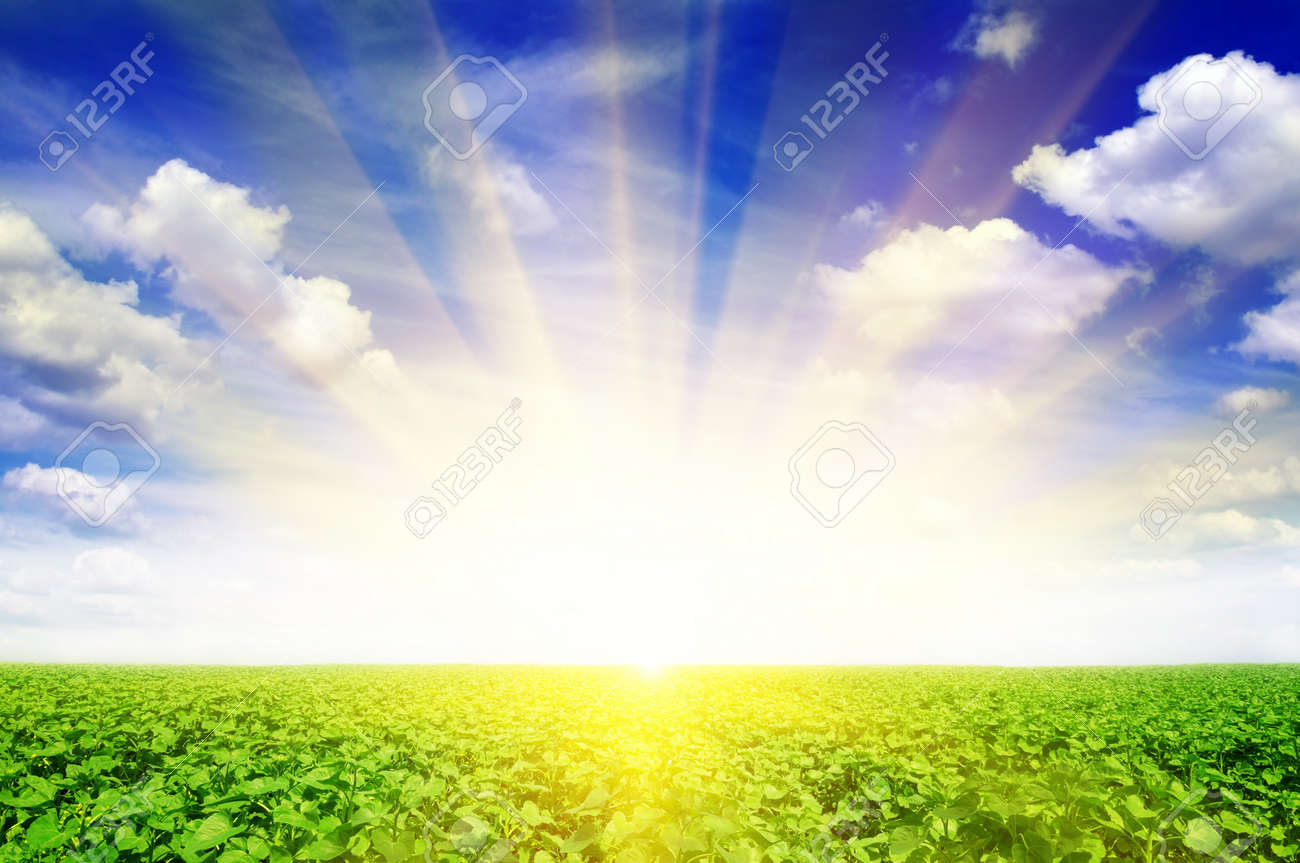 sunflower field and beautiful sunrise - 12067667 sunflower field and beautiful sunrise - 12067667