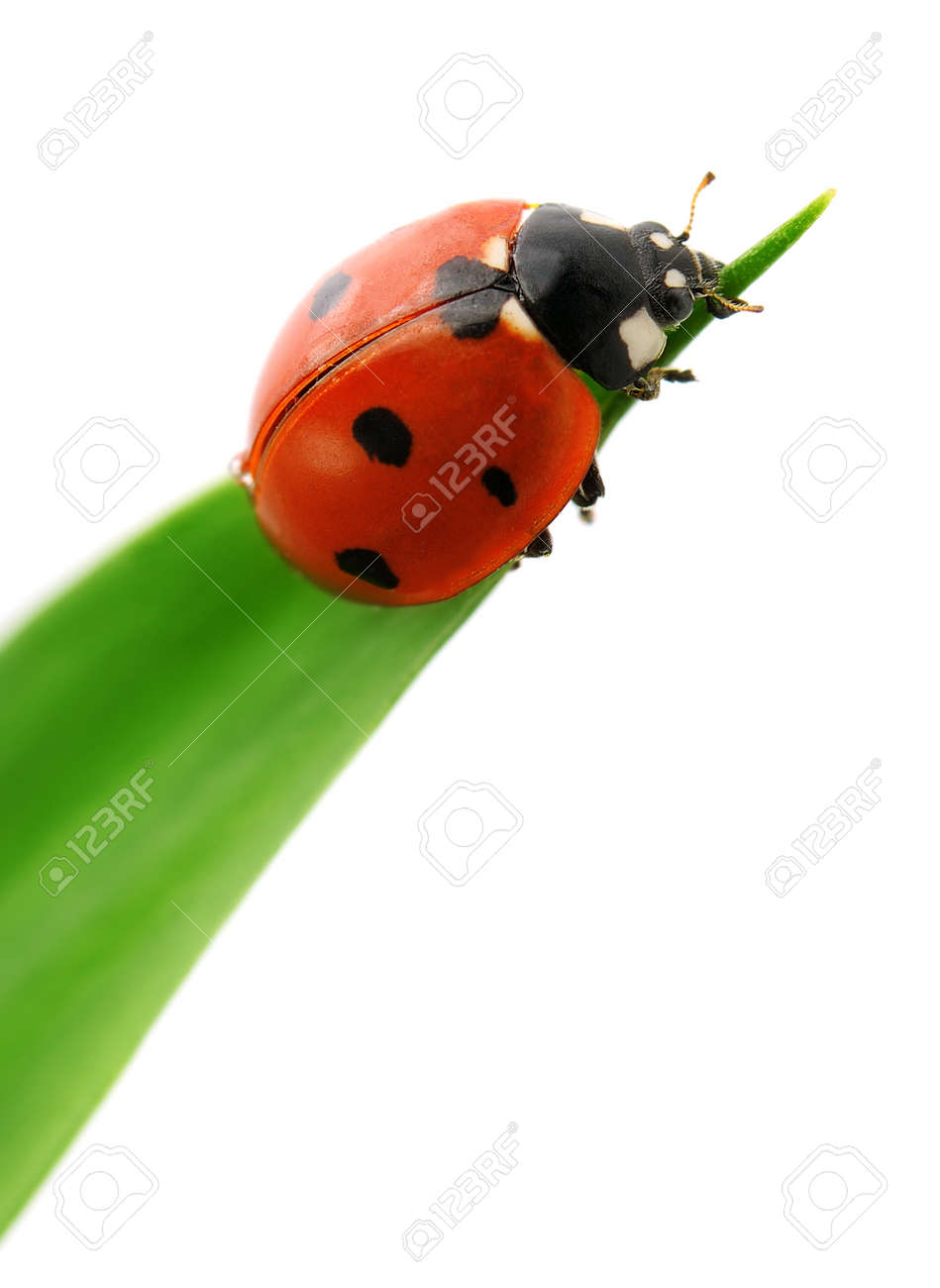 ladybird on green leaf isolated on a white background - 12210720 ladybird on green leaf isolated on a white background - 12210720