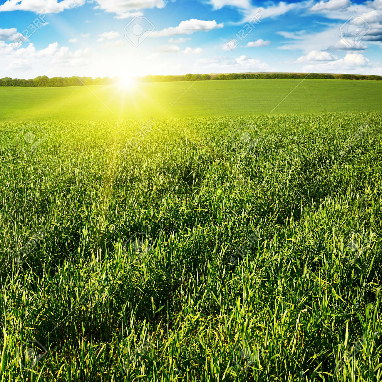 Beautiful sunset on green field - 26071320 Beautiful sunset on green field - 26071320