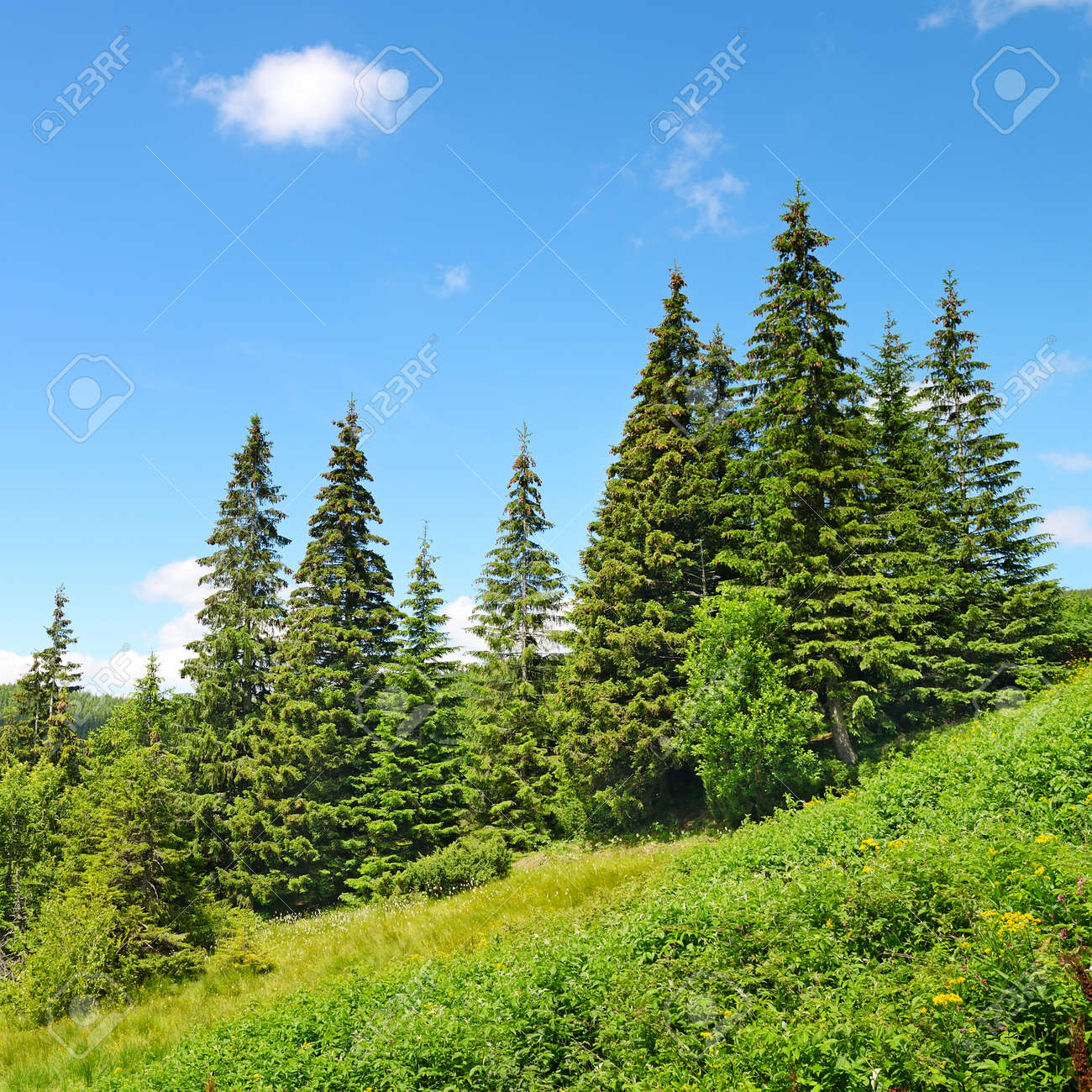 POEMAS SIDERALES ( Sol, Luna, Estrellas, Tierra, Naturaleza, Galaxias...) - Página 28 32346546-hermosos-pinos-en-las-monta%C3%B1as-