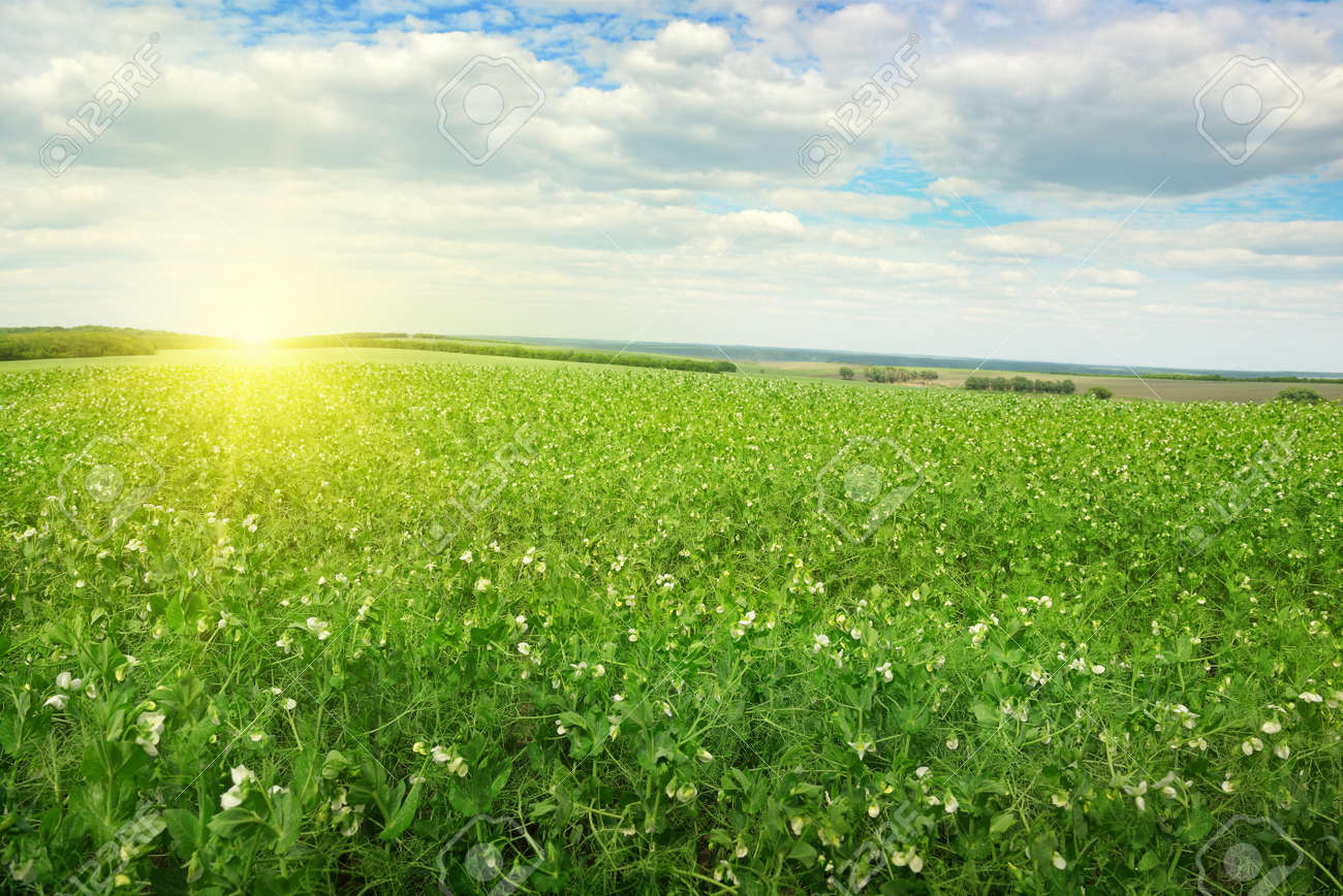 Beautiful sunrise over field pea - 35627679 Beautiful sunrise over field pea - 35627679