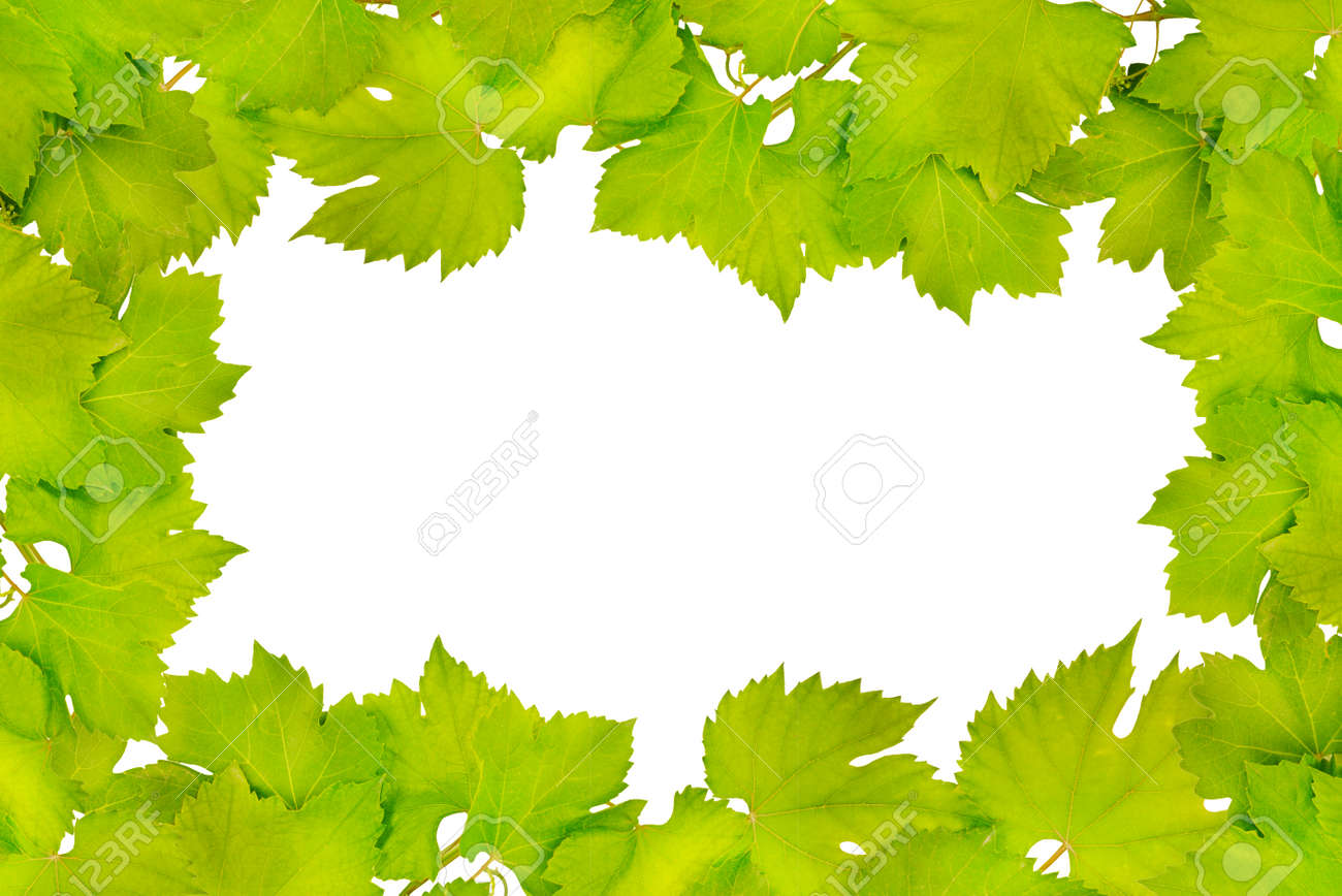 Border of fresh grape leaves isolated on white - 44373610 Border of fresh grape leaves isolated on white - 44373610