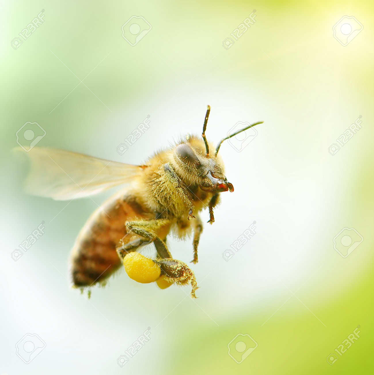 flying honey bee in sunlight - 47416079 flying honey bee in sunlight - 47416079