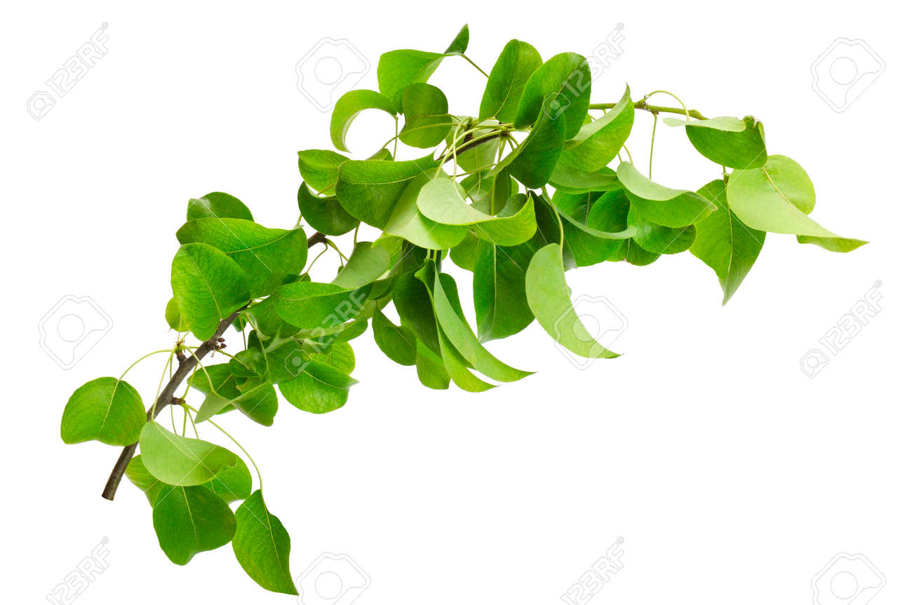 branch of pear isolated on a white background - 55736796 branch of pear isolated on a white background - 55736796
