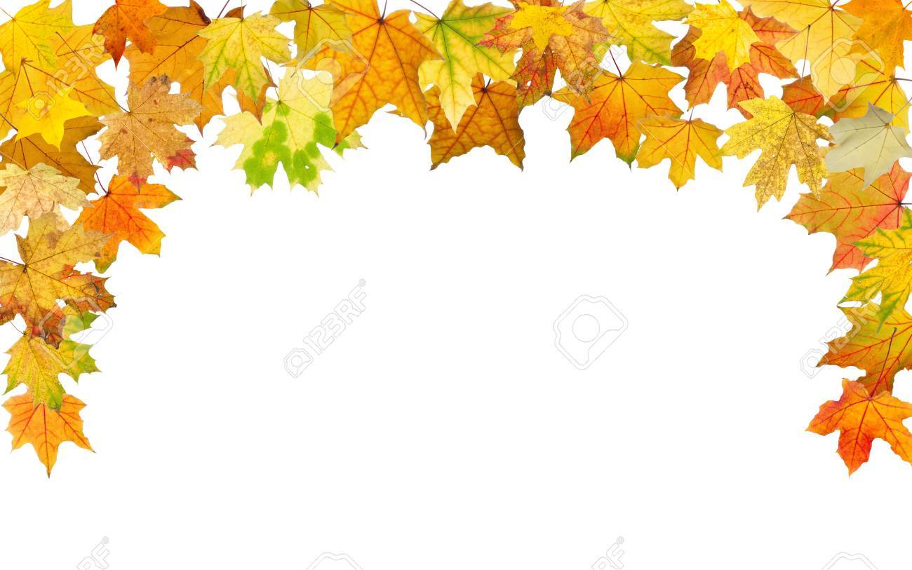 maple autumn leaves falling border on white background stock photo