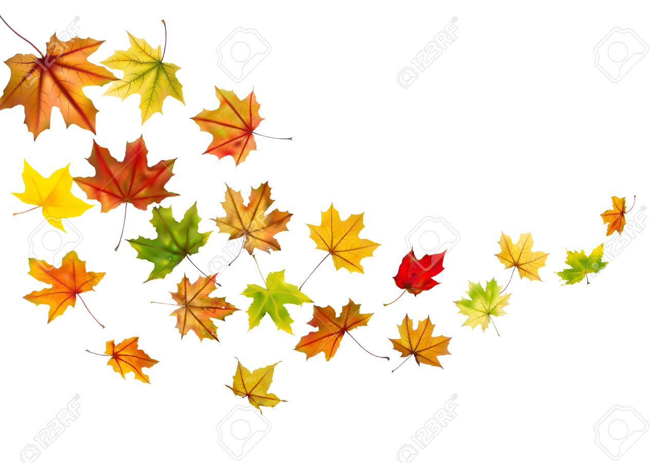 maple autumn falling leaves vector illustration royalty free