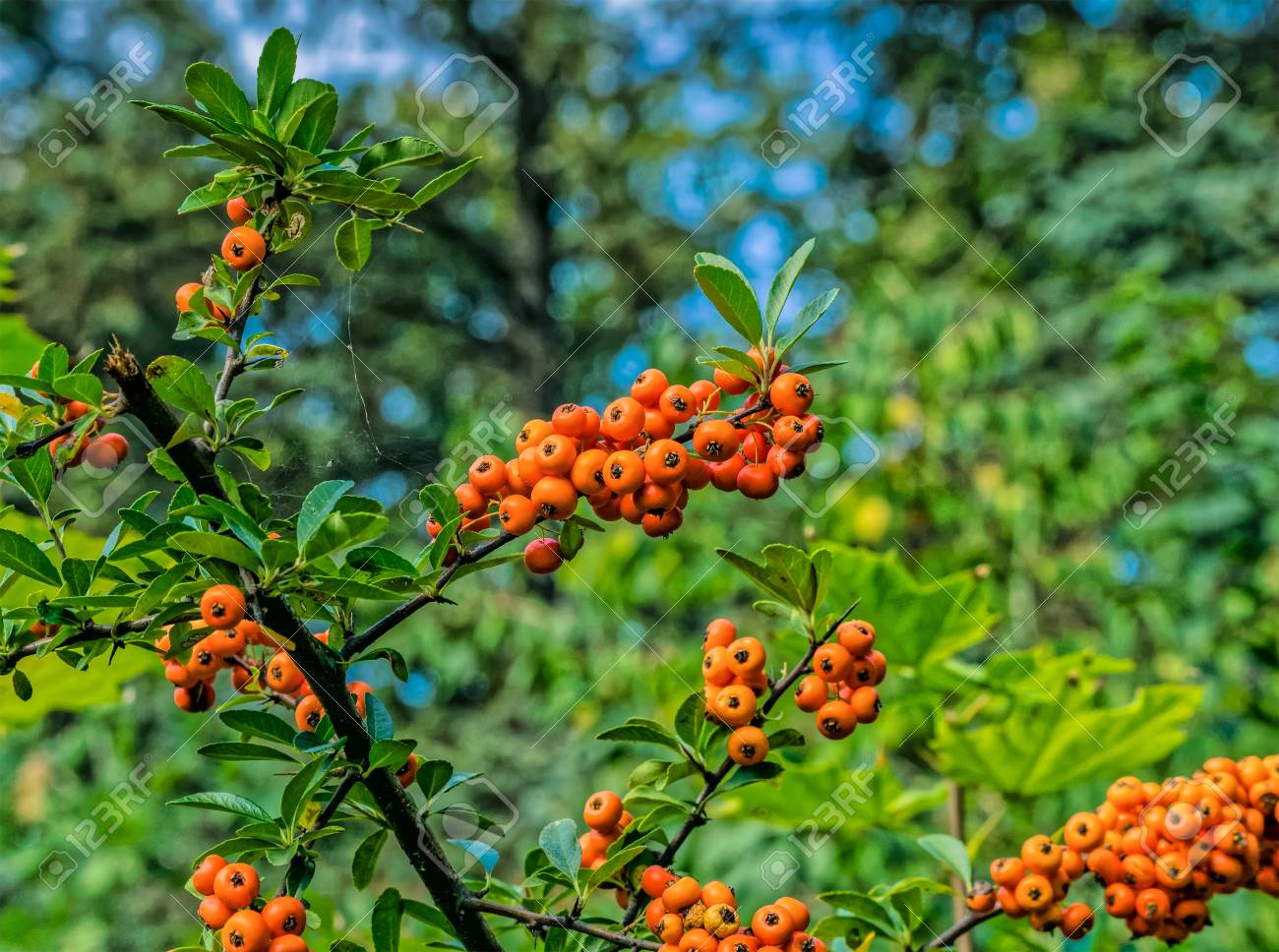 Orange Beeren Hangen An Einem Baum Im Wald Lizenzfreie Fotos Bilder Und Stock Fotografie Image 53434442