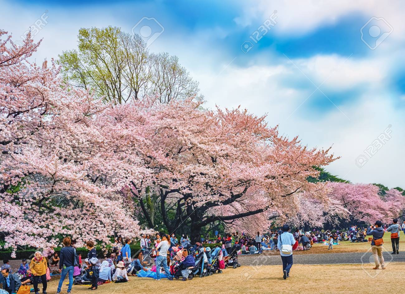 Springtime Sakura Blooming At Shinjuku Gyoen Park Tokyo Japan Stock Photo Picture And Royalty Free Image Image