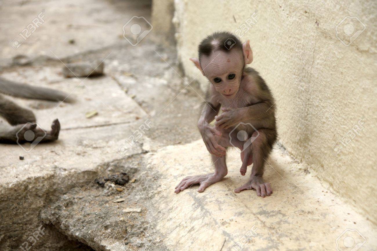 インディアンの町の通りに猿ニホンザル赤ちゃん の写真素材 画像素材 Image