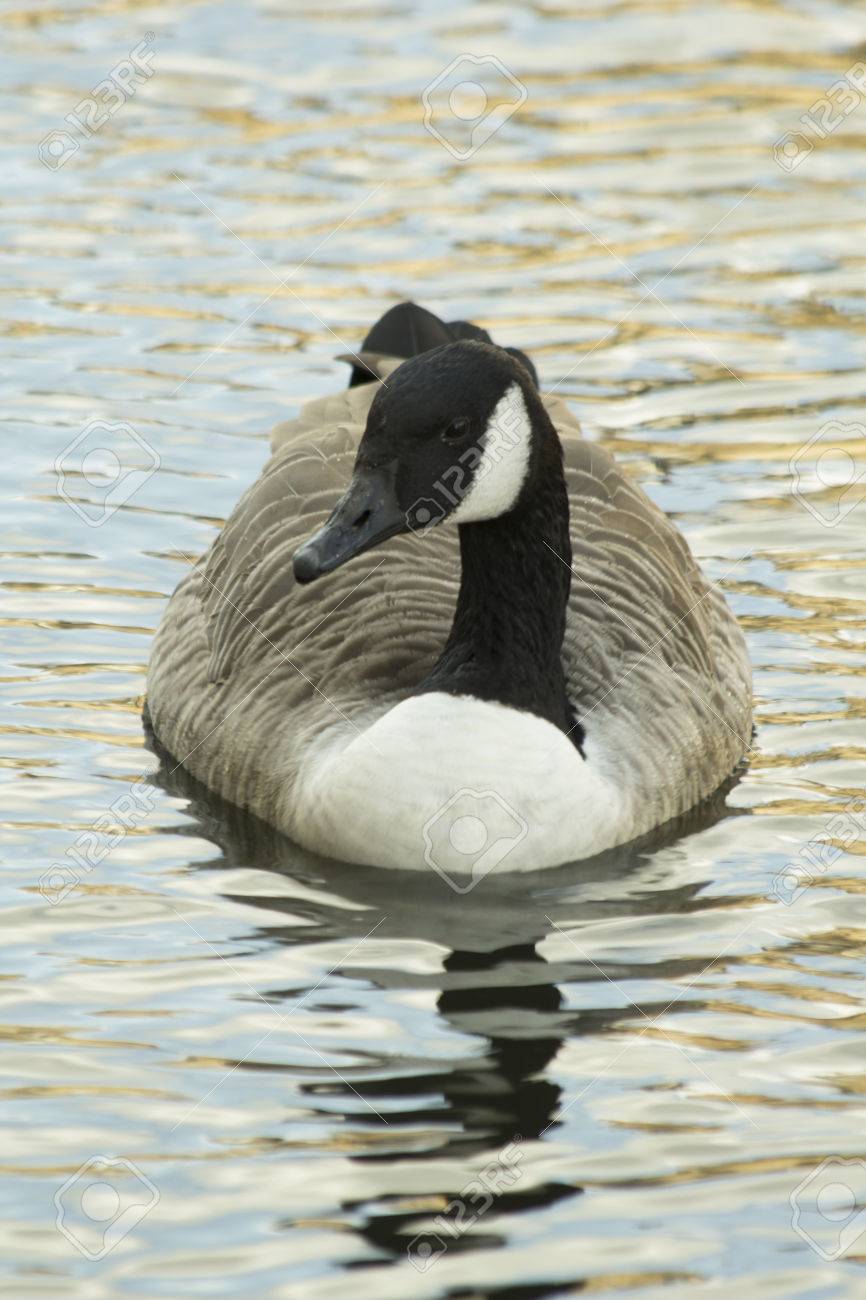 canada goose london england canada goose london england
