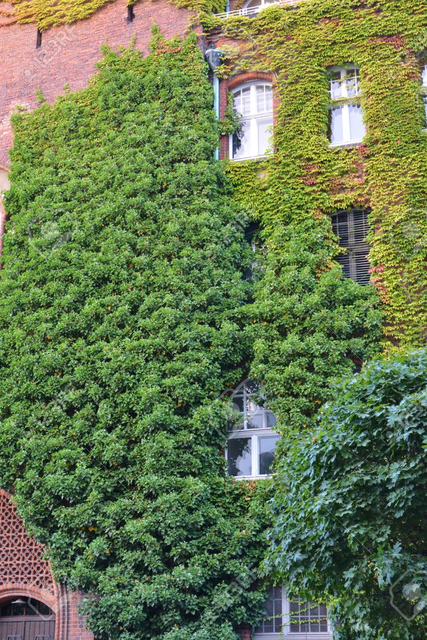 Casa Con Paredes Cubiertas De Plantas Verdes Naturales Como Jardin