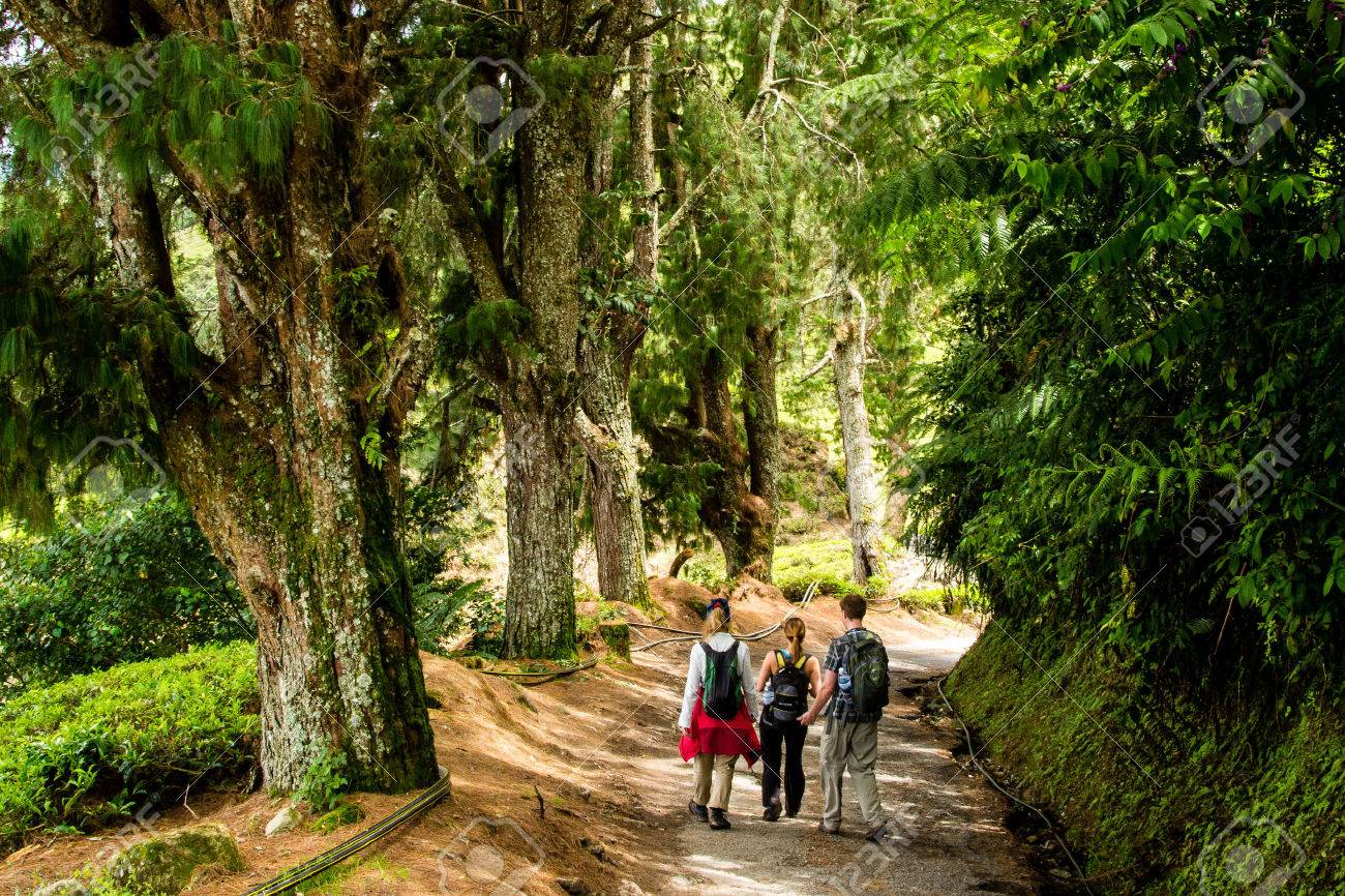 A Hiking Trail 1 In Cameron Highlands Descending To Brinchang Stock Photo Picture And Royalty Free Image Image 32603234