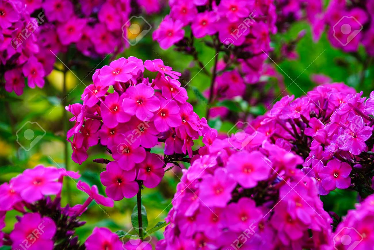 緑豊かな紫のフロックスの花 夏の花の庭 の写真素材 画像素材 Image