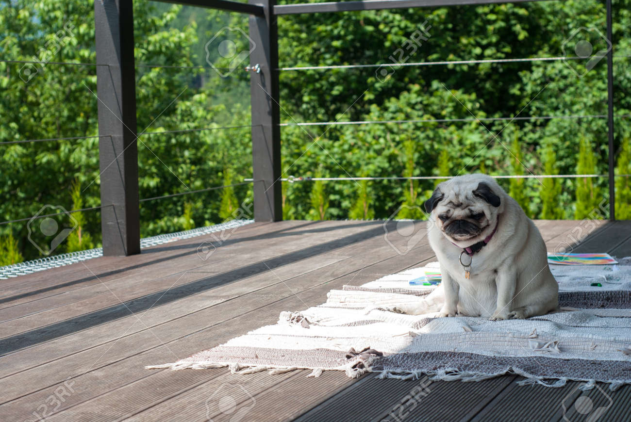 Sad Tired Dog Pug Sitting On A Wooden Terrace. Lazy Fat Pug Doing Exercises  Outdoors. A Sad Cute Pug Sits On A Mat On A Sunny Summer Day. Stock Photo,  Picture and, image size:1300x870