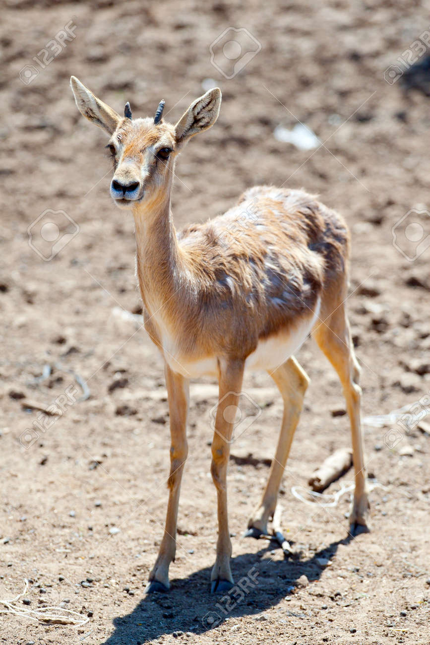 gazelle bebe