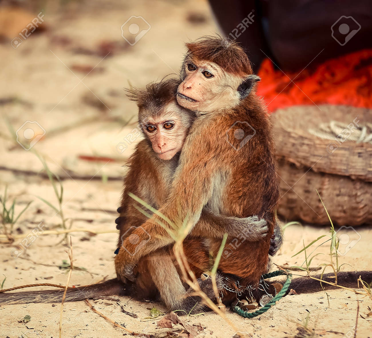 猿犬goちゃん2体