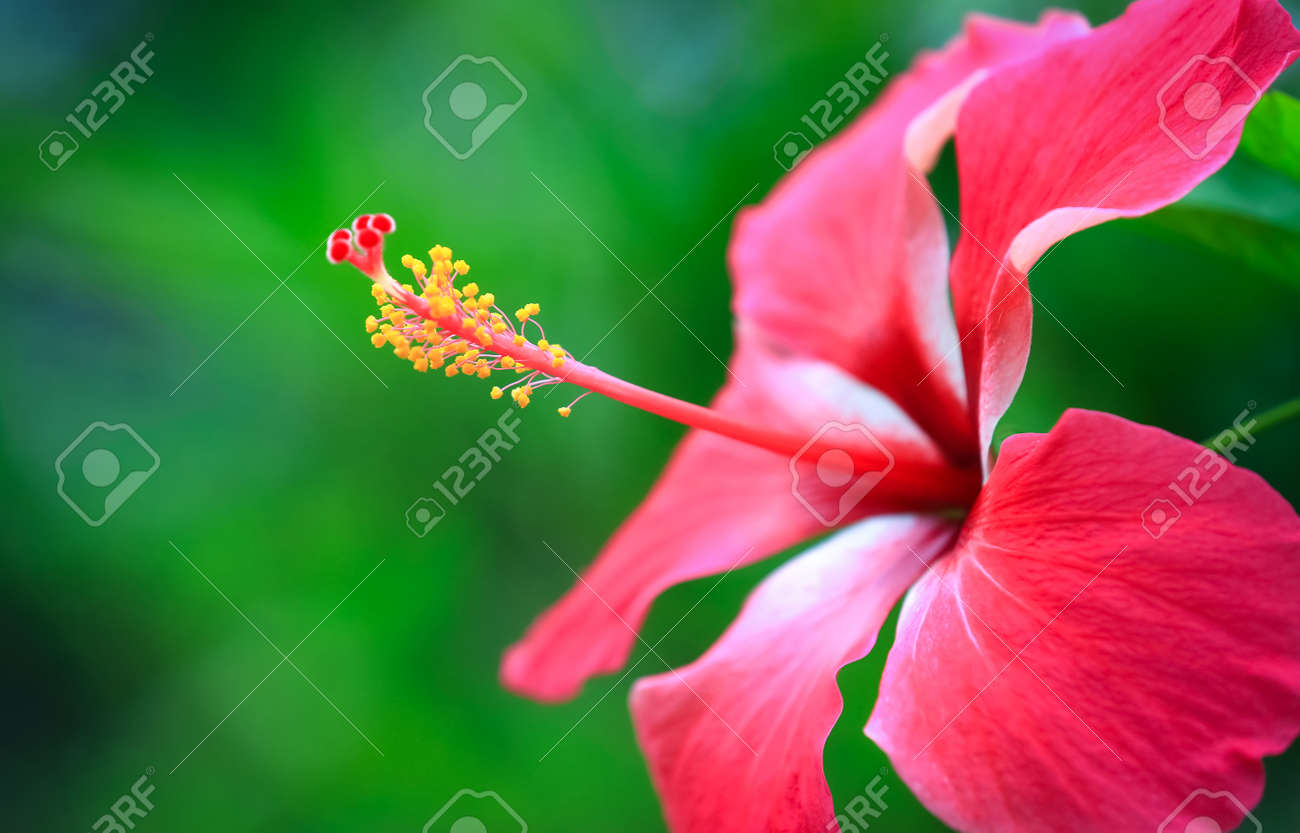 ハイビスカス花雌しべと雄しべ の写真素材 画像素材 Image