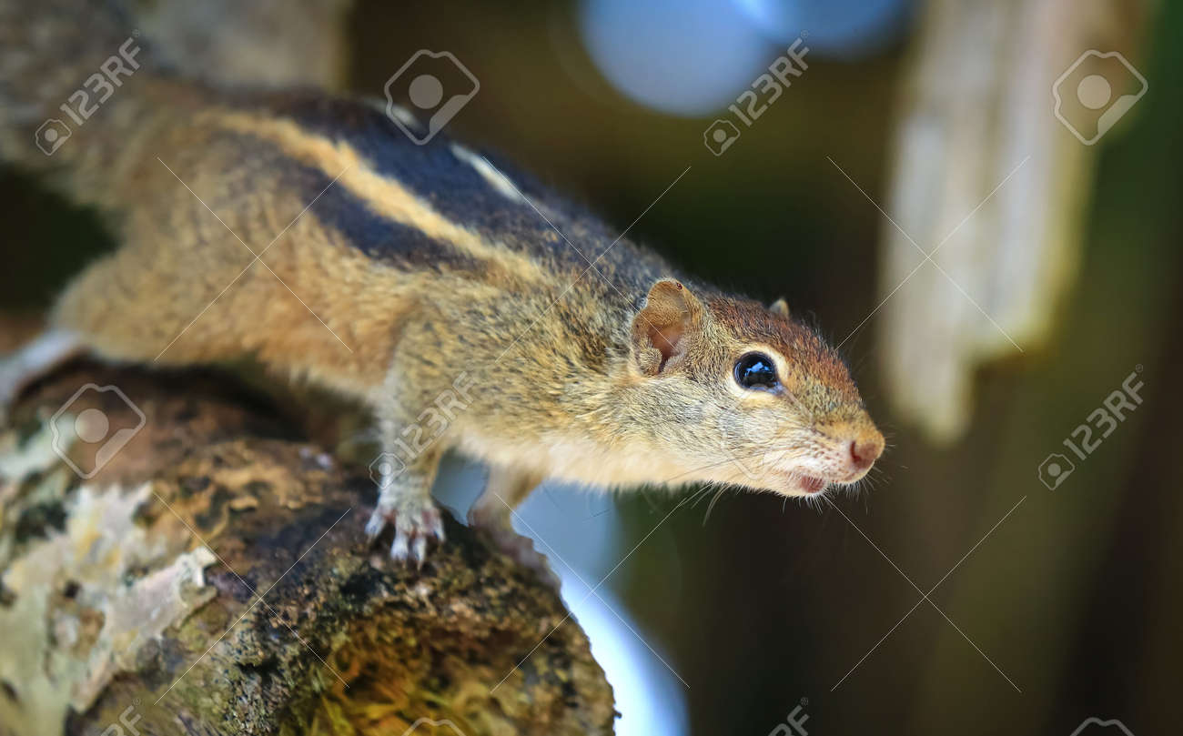 インド パーム リス Funambulus Palmarum 家族のリスの齧歯動物 の写真素材 画像素材 Image