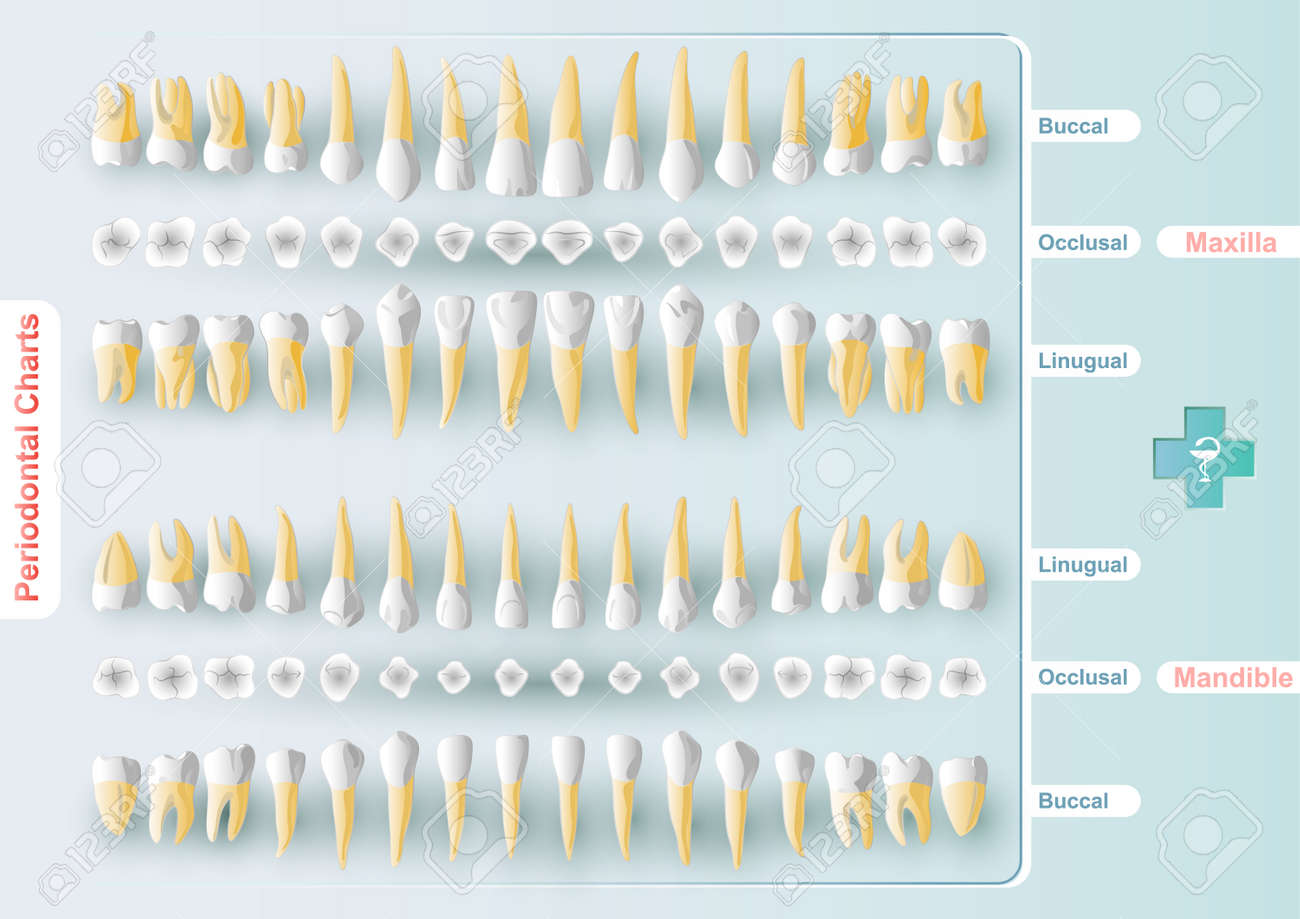 form table dental and periodontal charting in vector format