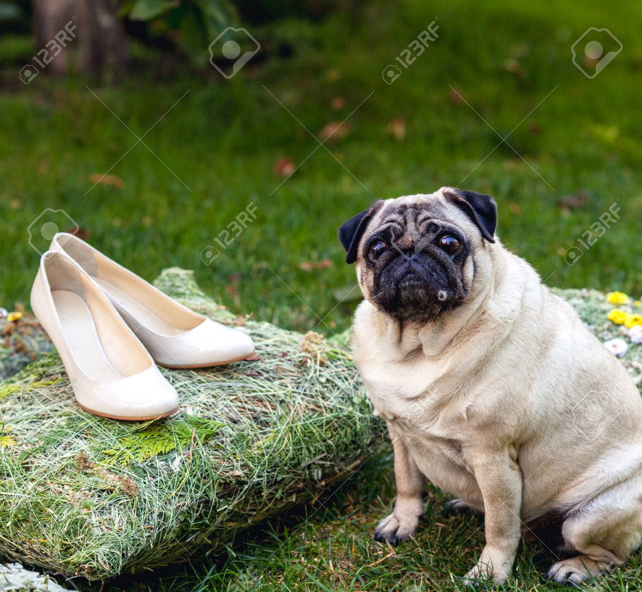 pugs shoes