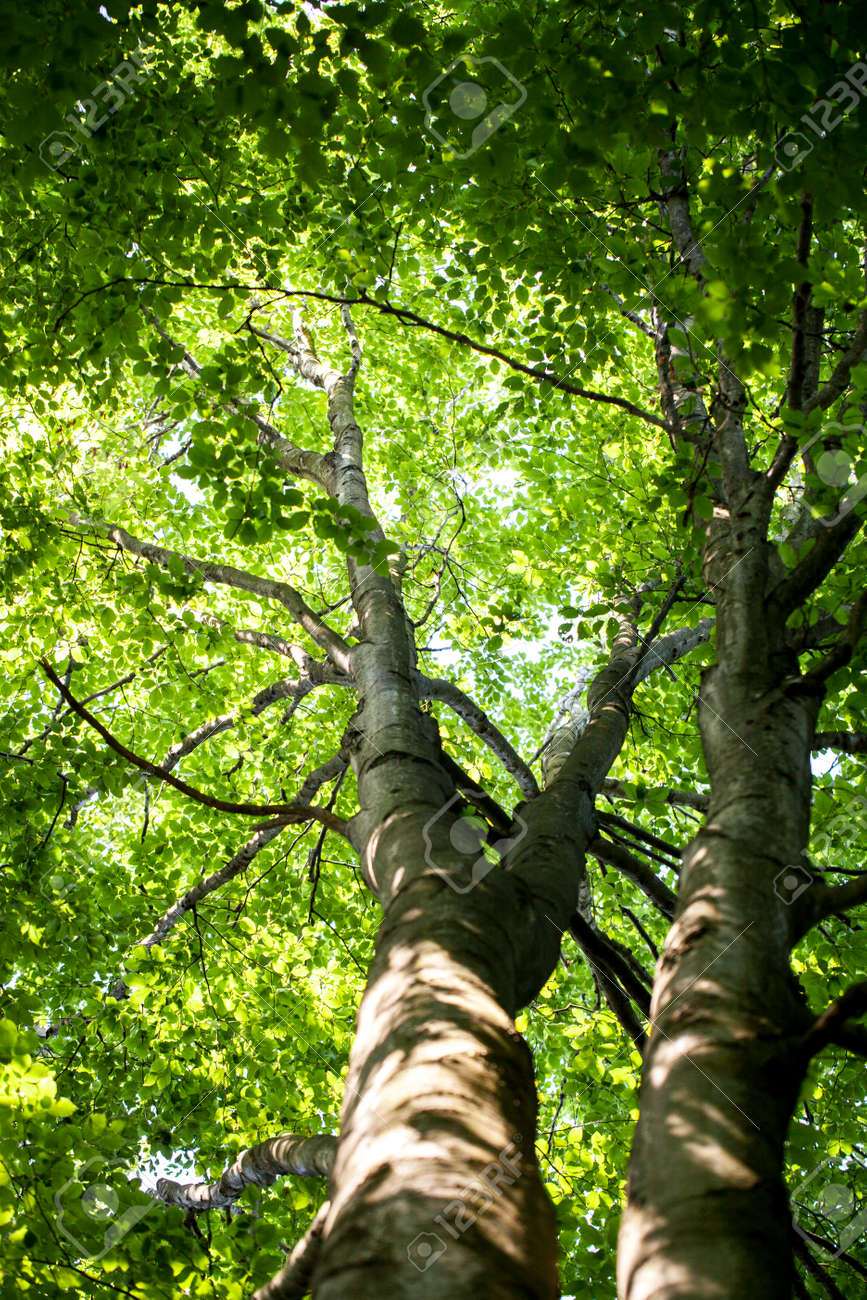 美しい緑の森美しい緑の森 の写真素材 画像素材 Image 美しい緑の森美しい緑の森 の写真素材 画像素材 Image