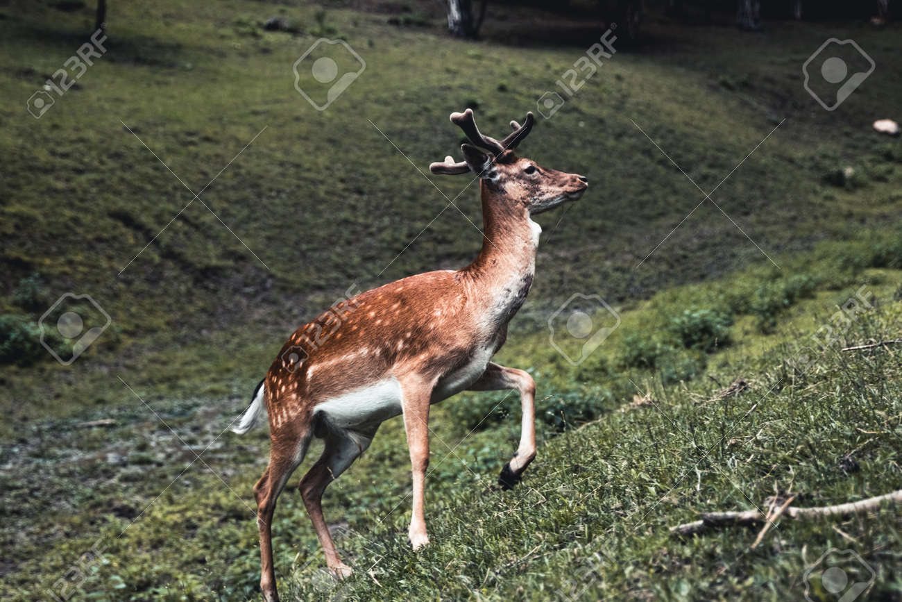 etiam-dictum-ipsum-a-felis