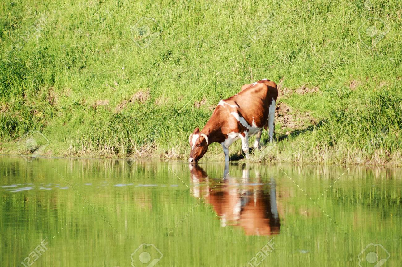 1 頭の牛が川から水を飲む の写真素材 画像素材 Image 1 頭の牛が川から水を飲む の写真素材 画像素材 Image