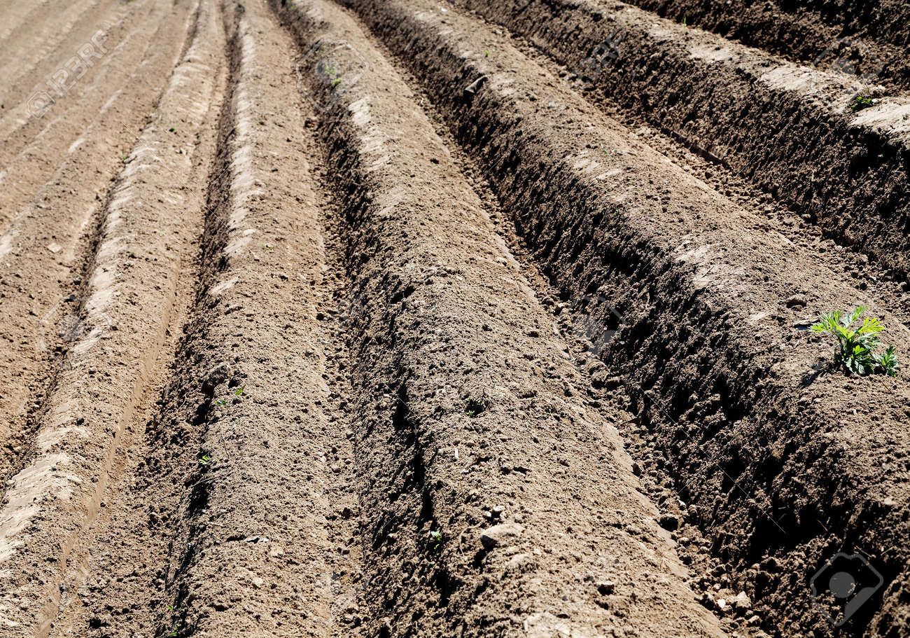 Resultado de imagen para imÃ¡genes de arando el surco