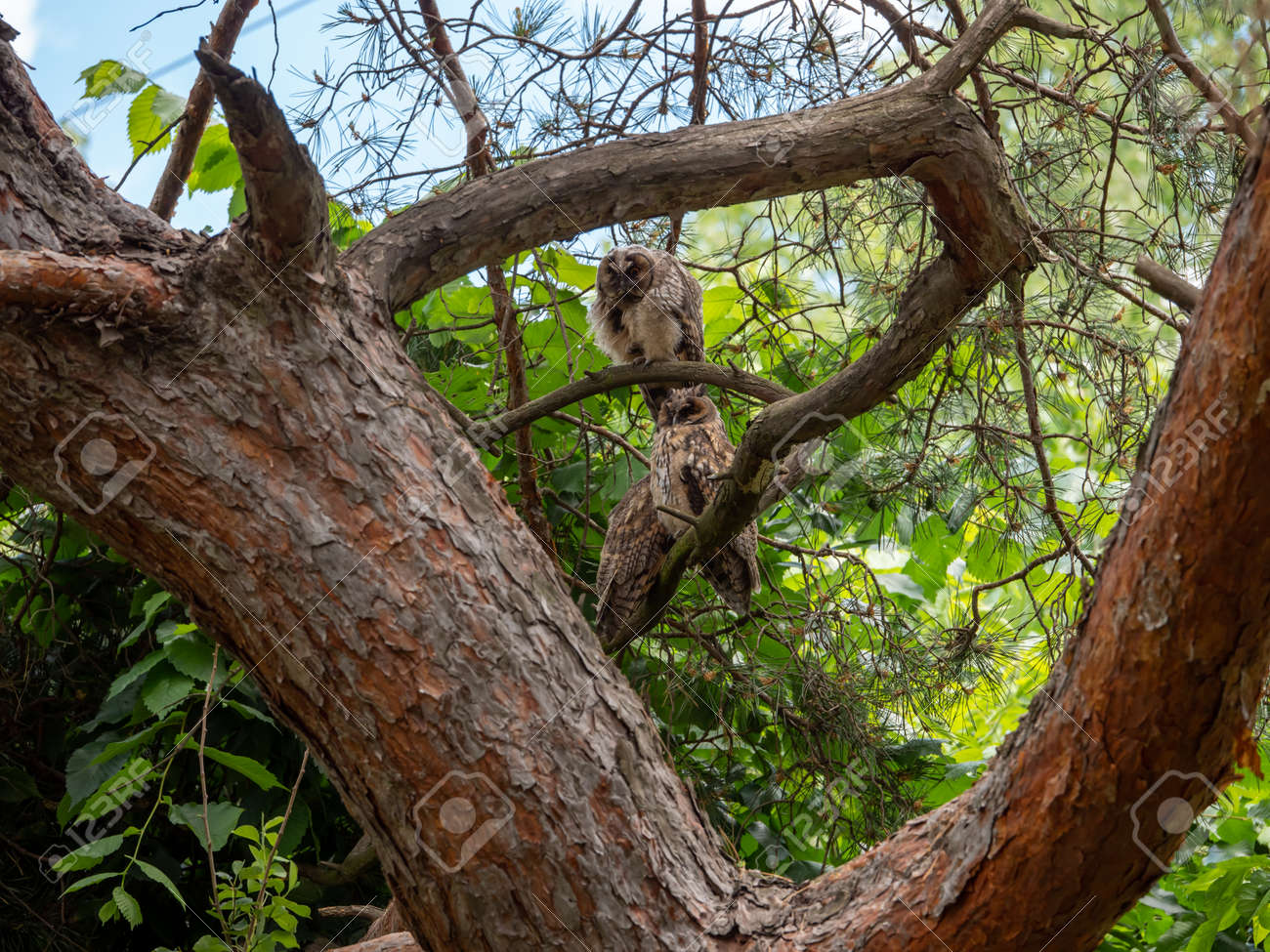 A family of 3 owls sits on a pine branch in the afternoon. - 148734850 A family of 3 owls sits on a pine branch in the afternoon. - 148734850