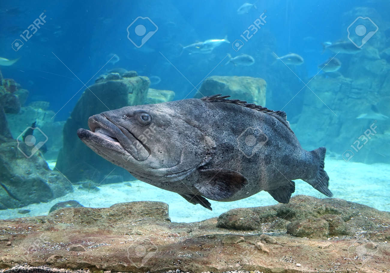 マルマラ海の生活水族館トゥルクアズーのハタ イスタンブール トルコ の写真素材 画像素材 Image