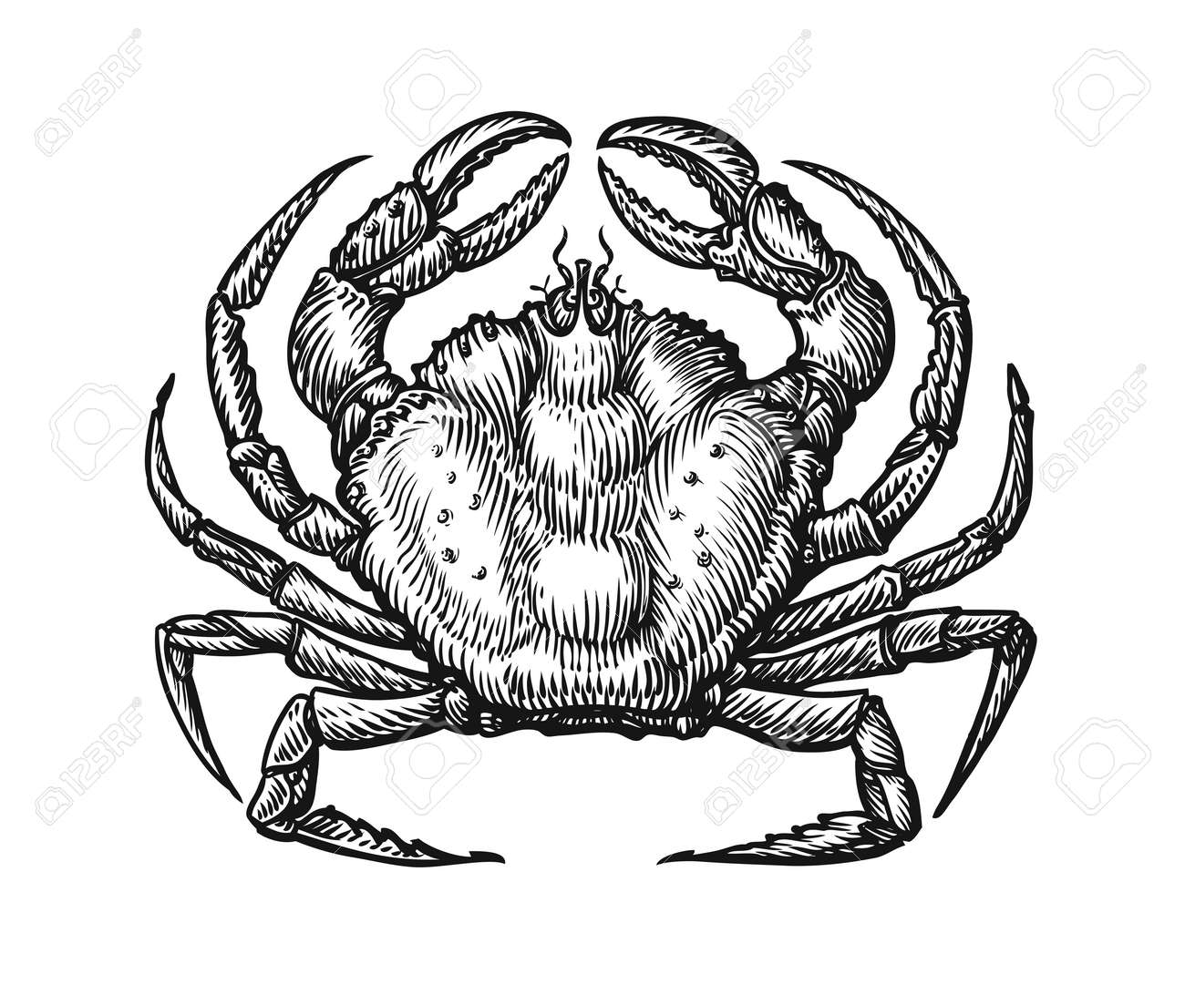 Crab with claws sketch illustration in vintage engraving style. Seafood hand drawn vector - 165666713 Crab with claws sketch illustration in vintage engraving style. Seafood hand drawn vector - 165666713