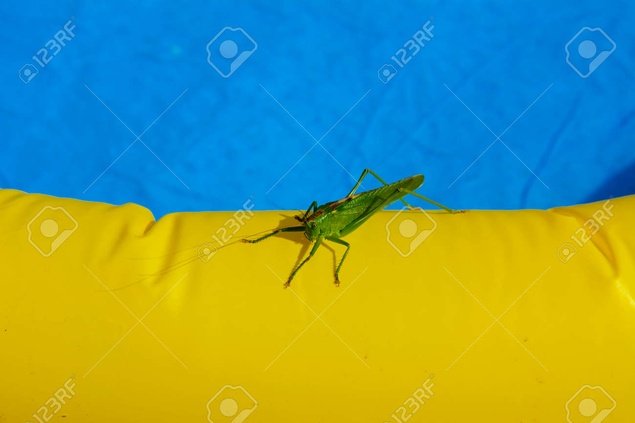 子供のプールの端に緑のバッタ の写真素材 画像素材 Image