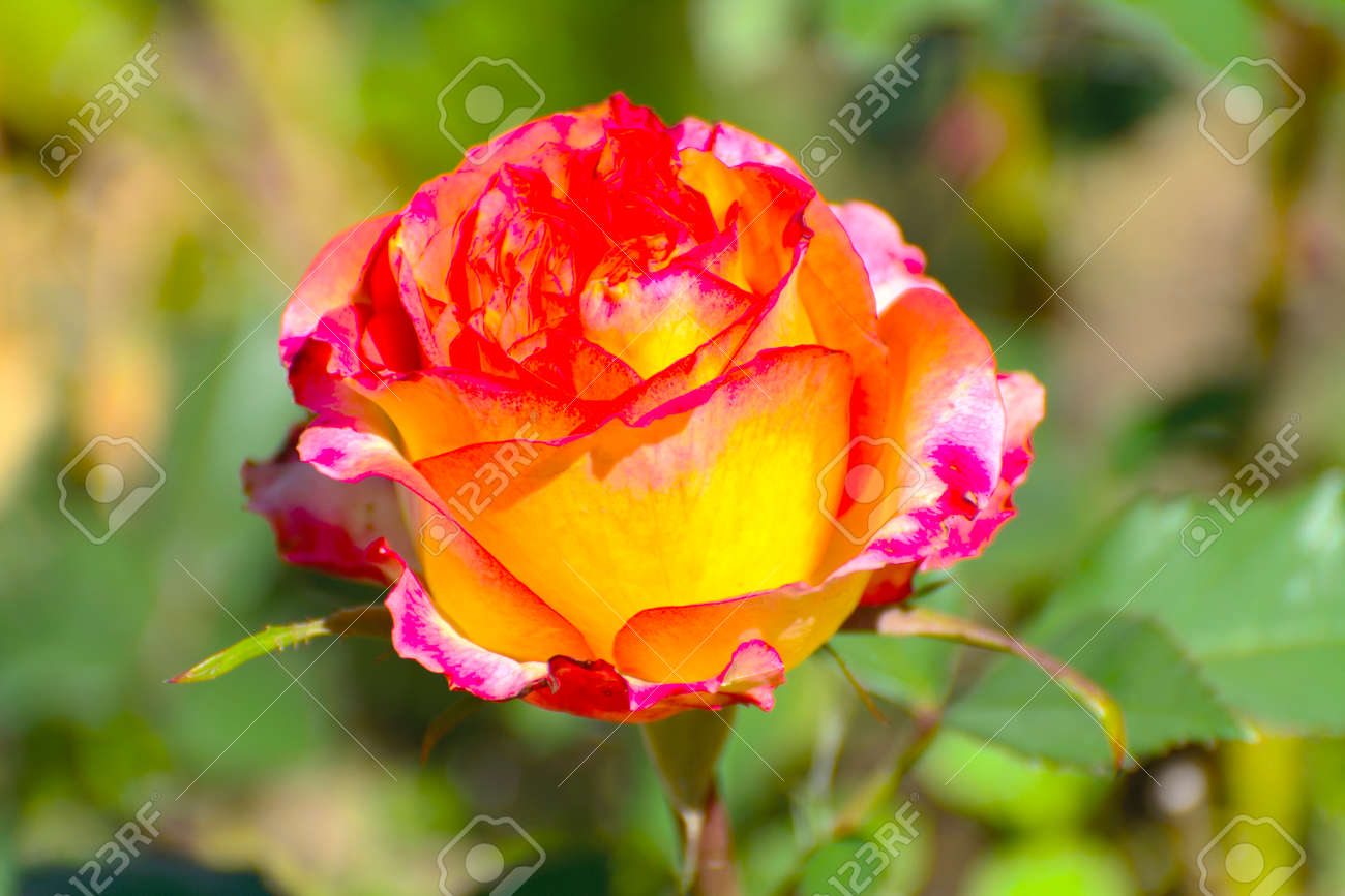 Immagini Stock Bellissimo Giardino Rosa Rossa Sfondo Primo Piano Profondita Di Campo Image 58009977