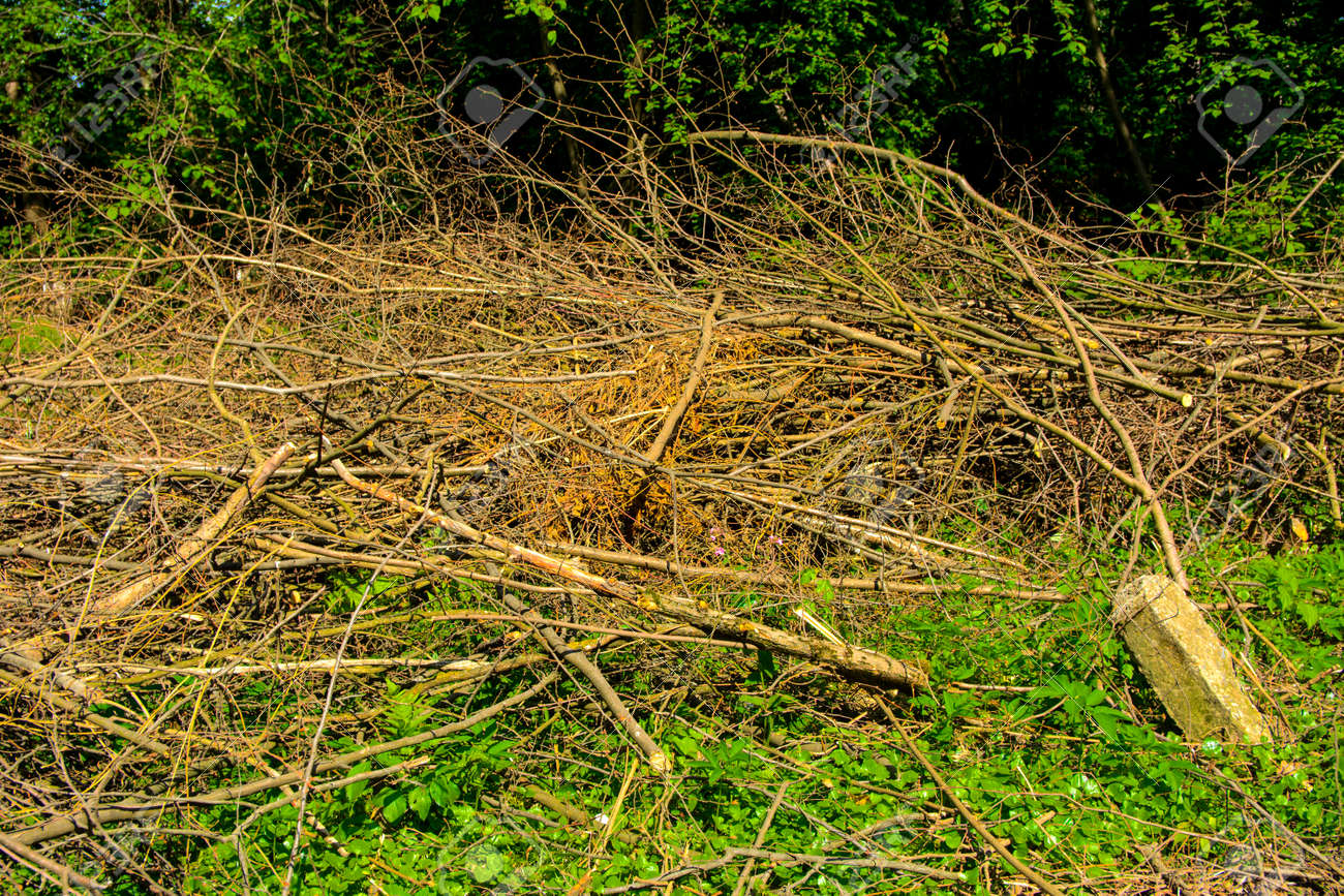 Pile Of Brushwood And Round Wood Stacked On Green Grass Against Stock Photo Picture And Royalty Free Image Image