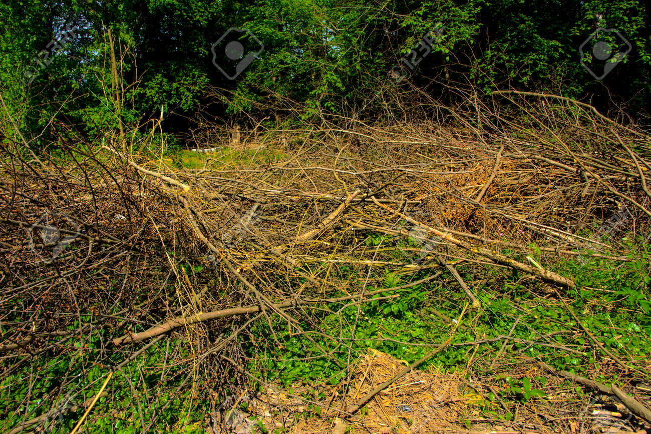 Pile Of Brushwood And Round Wood Stacked On Green Grass Against Stock Photo Picture And Royalty Free Image Image