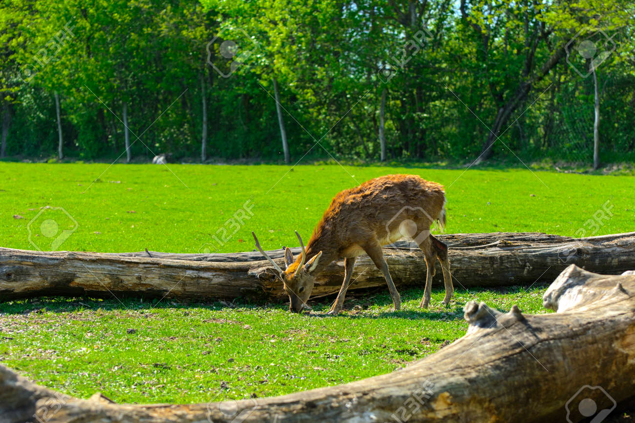 The head of a deer with its own hands made of cardboard or plywood The head of a deer with its own hands made of cardboard or plywood