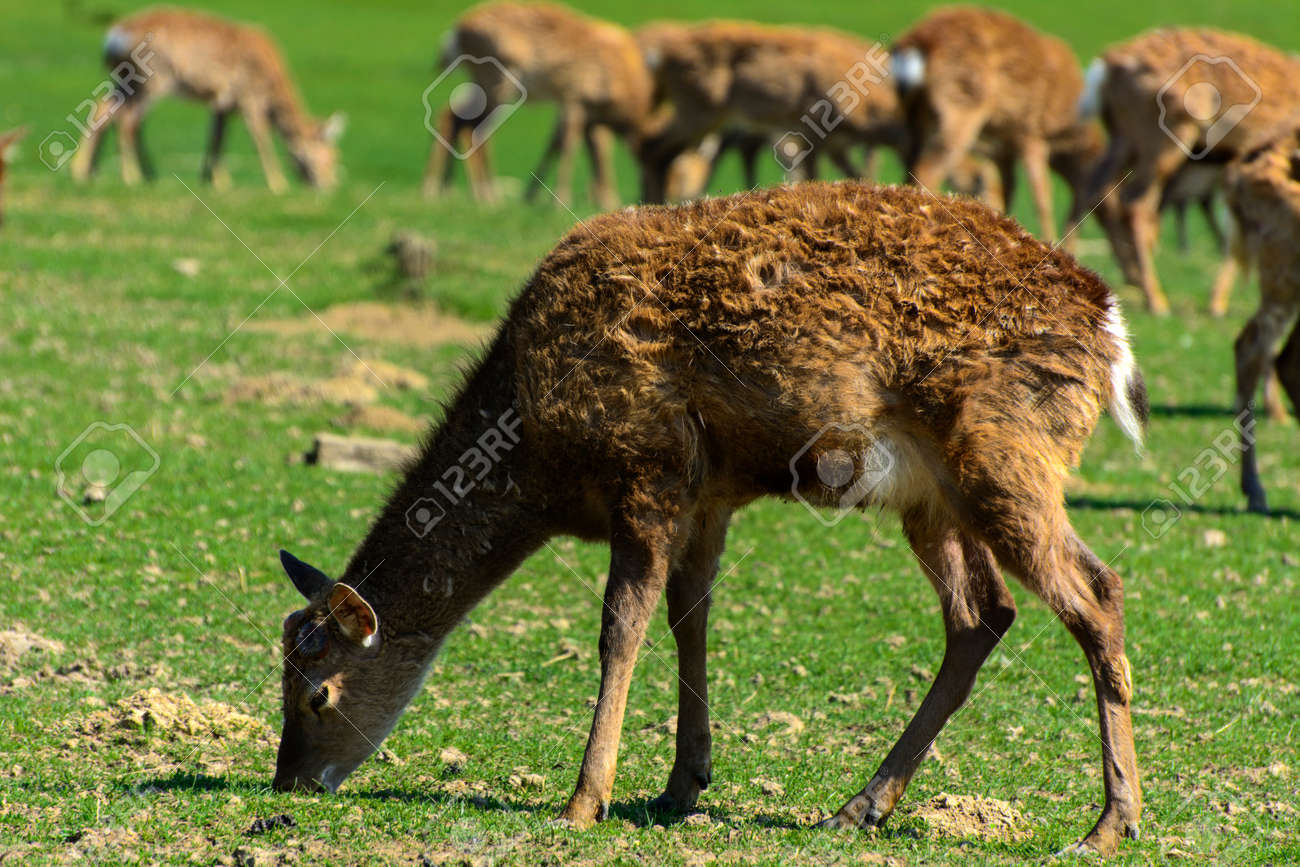 The head of a deer with its own hands made of cardboard or plywood The head of a deer with its own hands made of cardboard or plywood