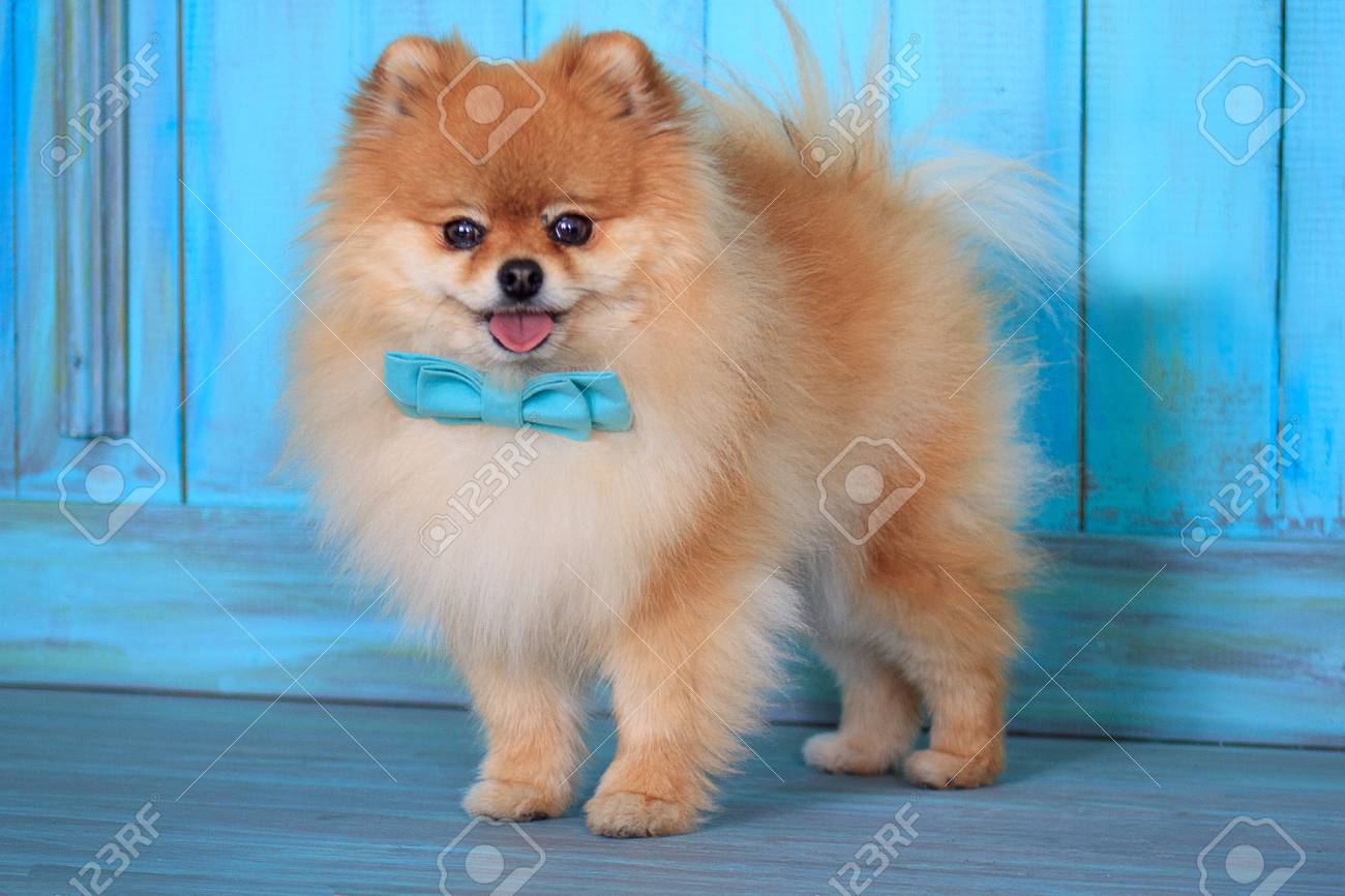 pomeranian with bow