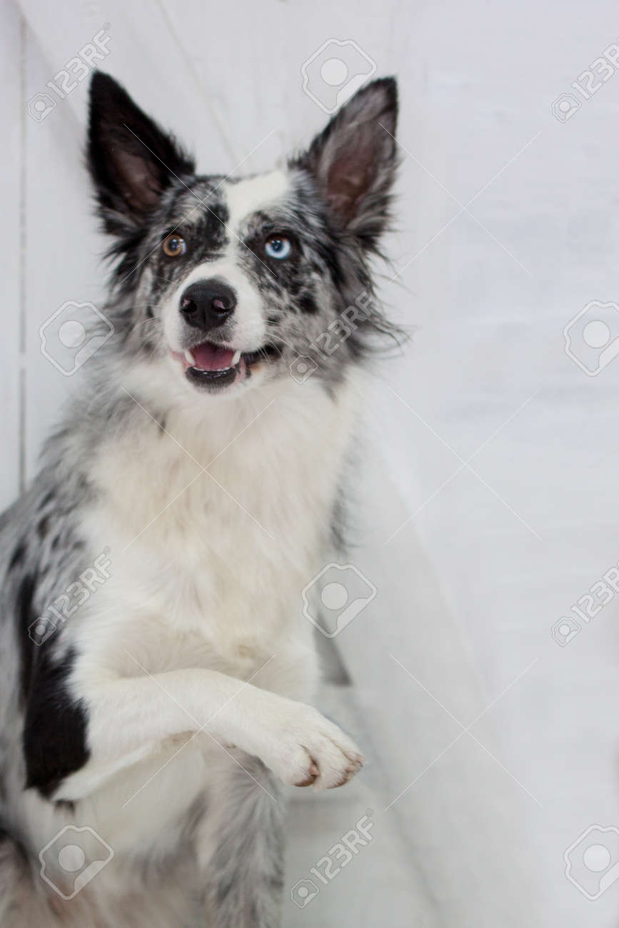 collie merle blue
