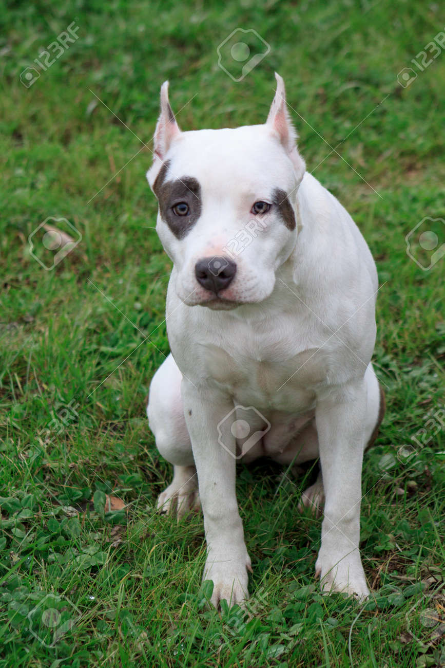 Top month old american staffy New Arrivals