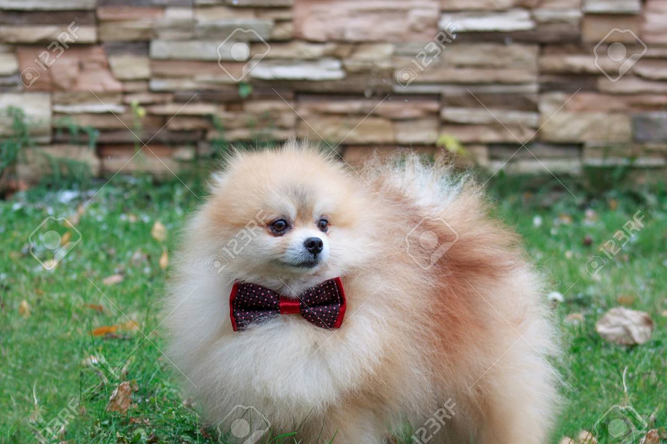 pomeranian with bow
