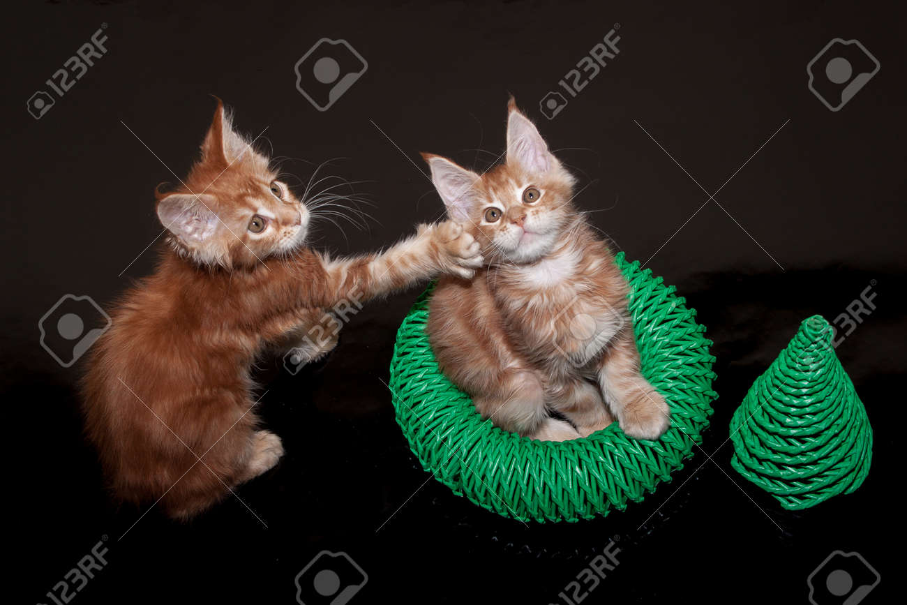 ジンジャーメインクーンの子猫2匹 生後2ヶ月 の写真素材 画像素材 Image ジンジャーメインクーンの子猫2匹 生後2ヶ月 の写真素材 画像素材 Image