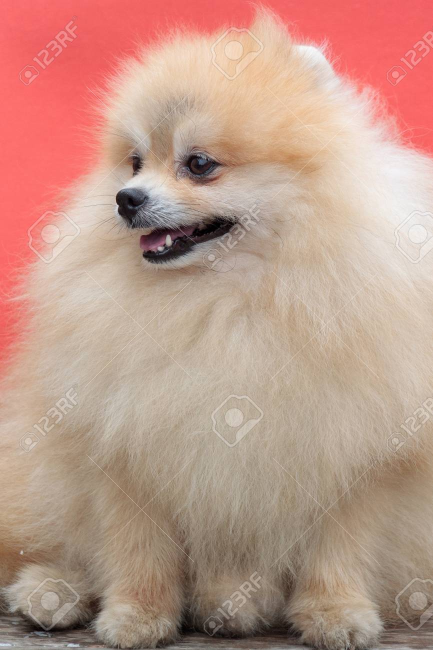 different pomeranian coats