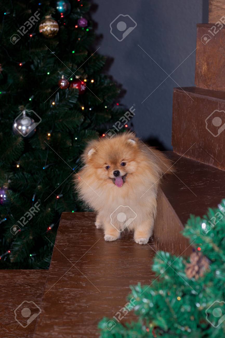 Cute Pomeranian Spitz Is Sitting Near The Christmas Tree Pet Stock Photo Picture And Royalty Free Image Image