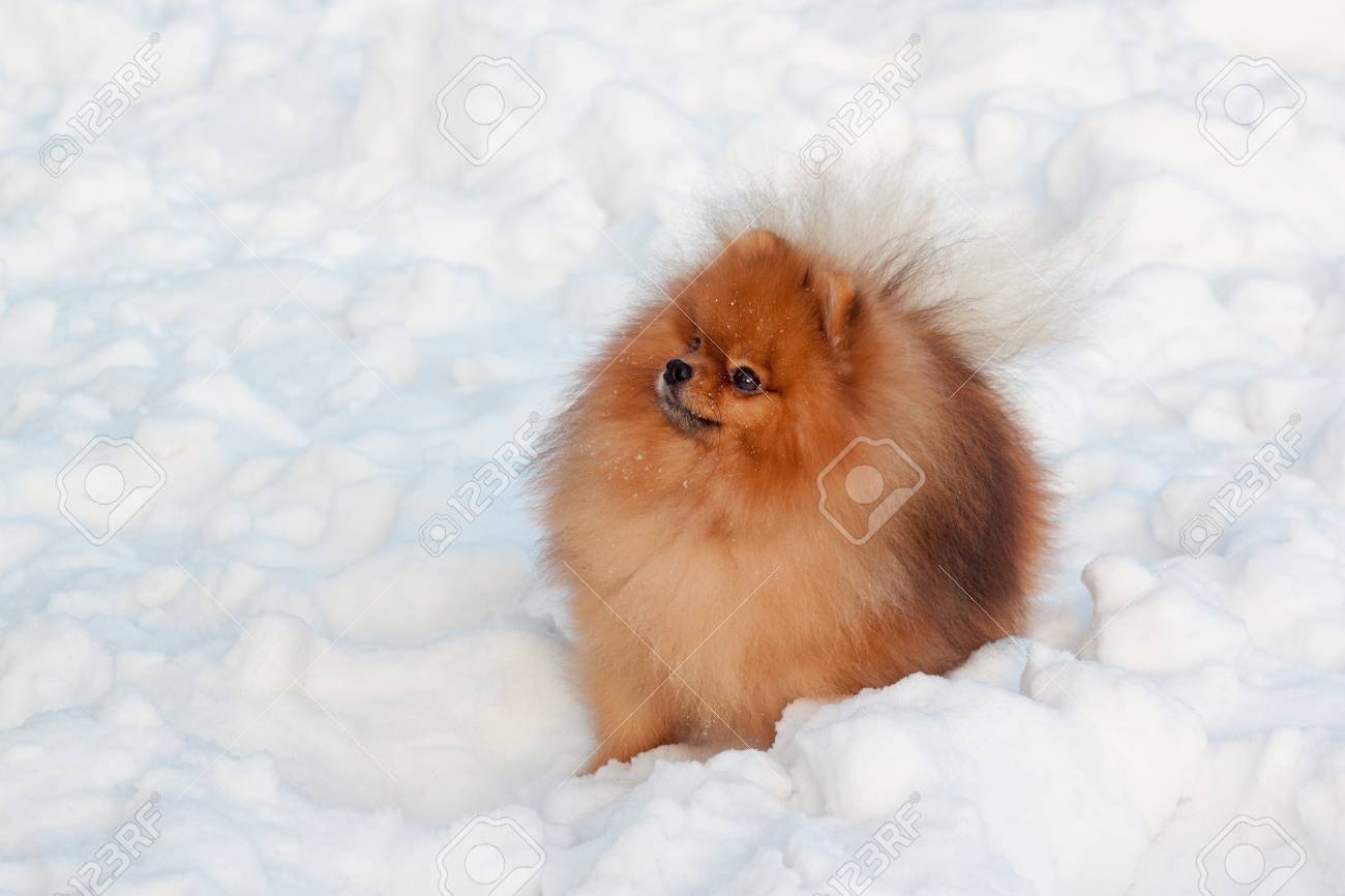 snow pomeranian