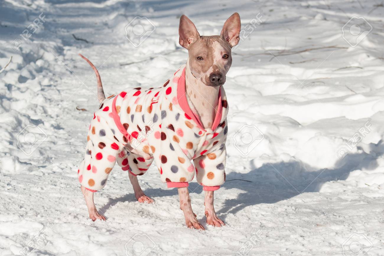 美しいスーツを着たかわいいアメリカの無毛のテリアが白い雪の上に立っています ペットの動物 晴れた冬の日 の写真素材 画像素材 Image
