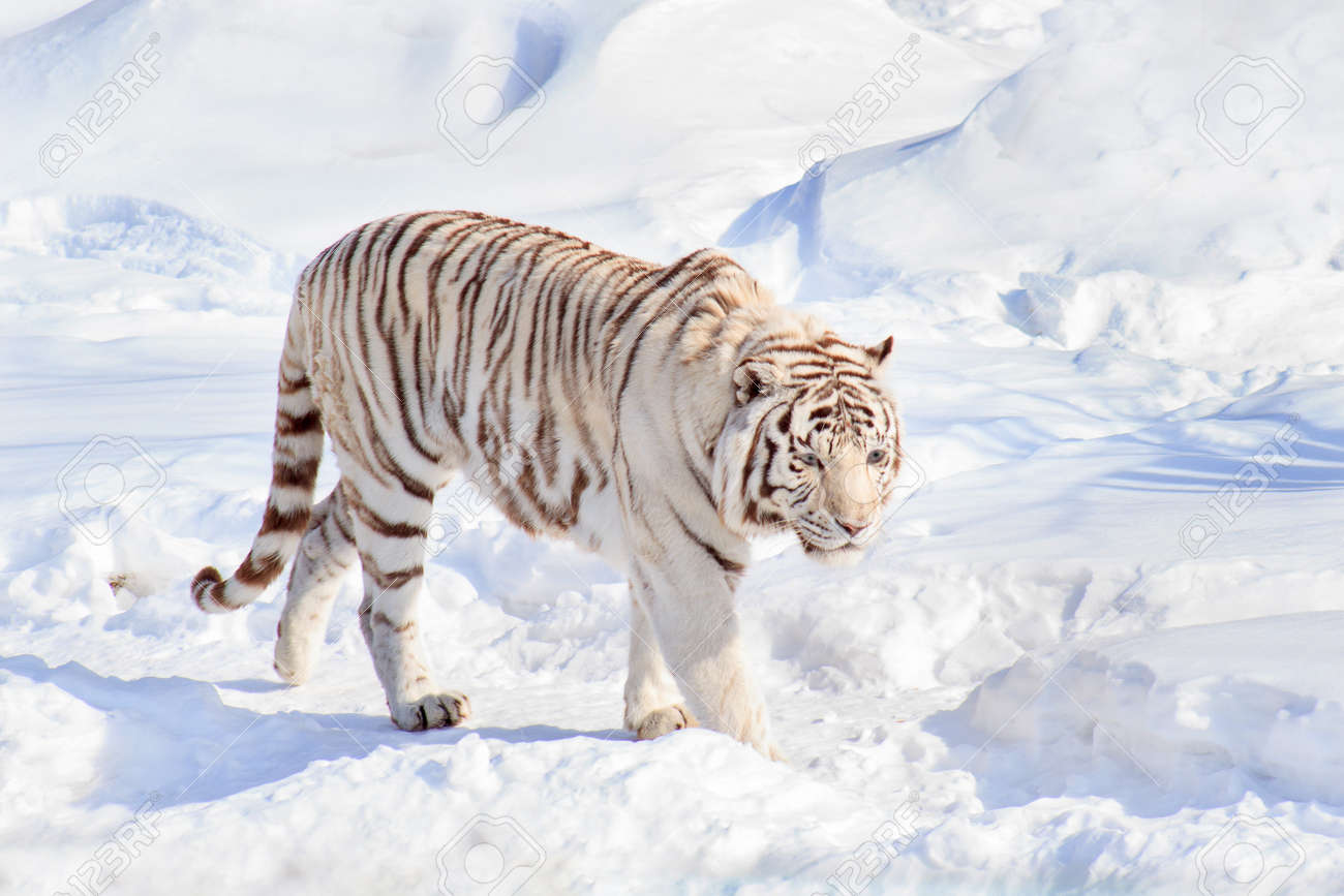 bengal white snow