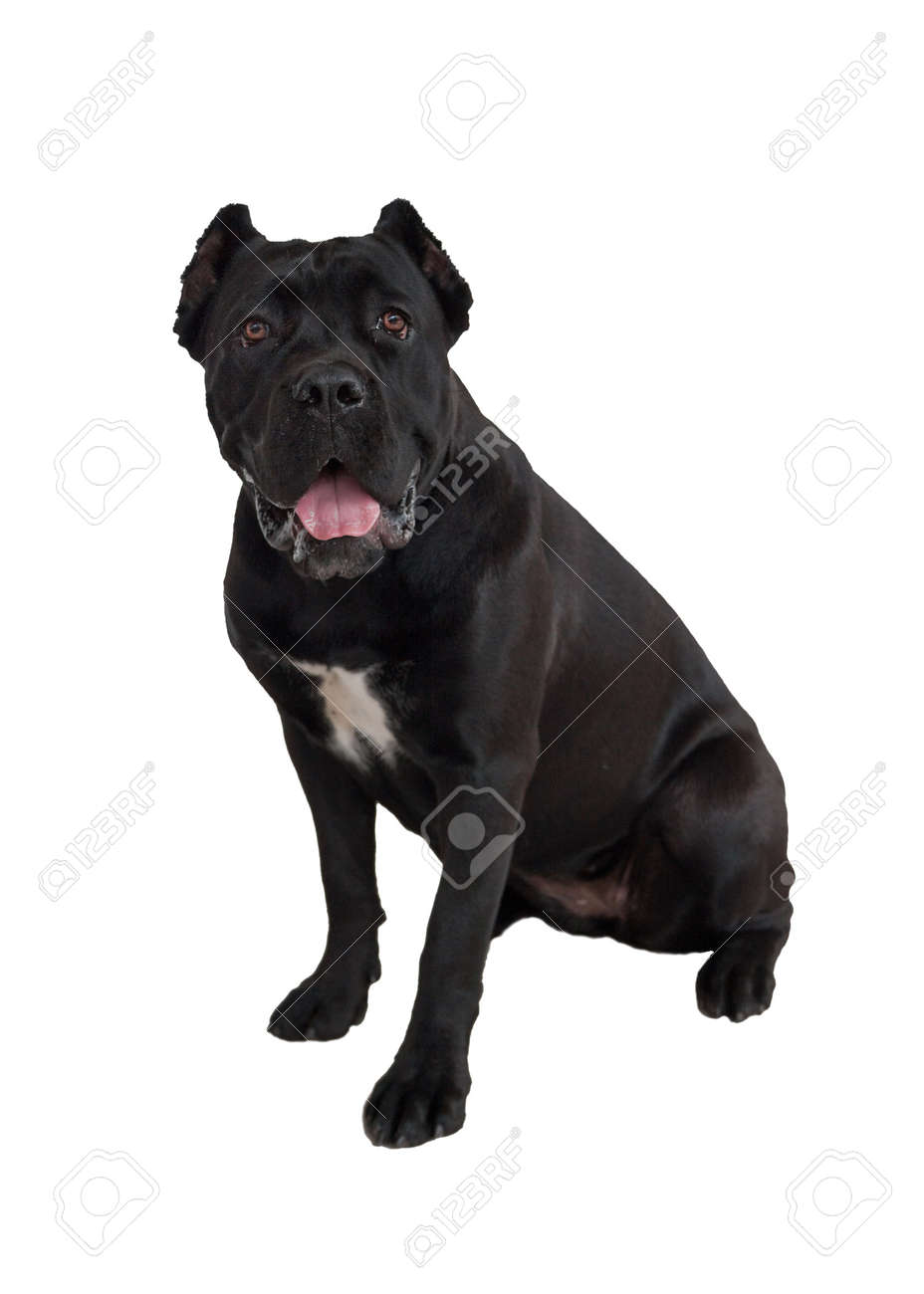 pure white cane corso