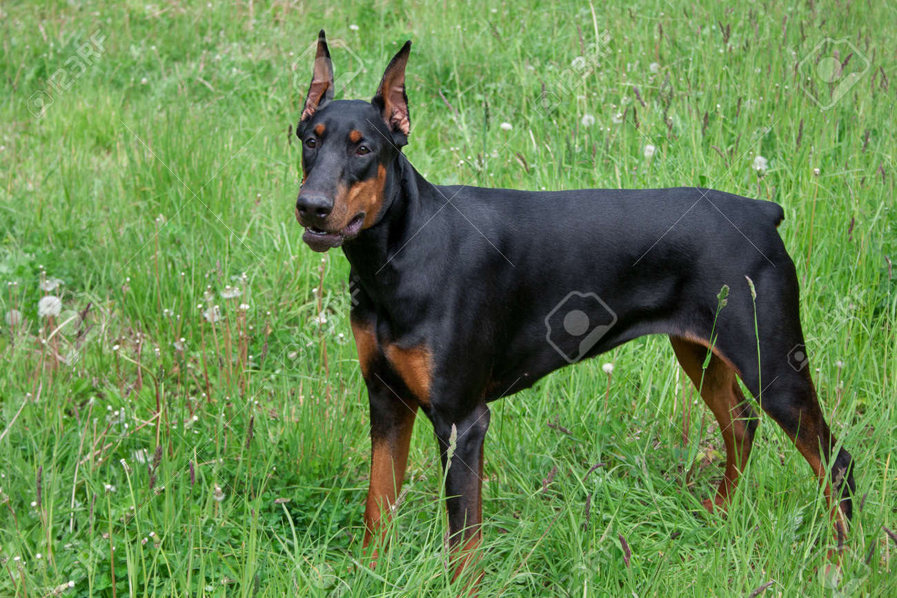 Clearance cute doberman pinscher Flash Sales